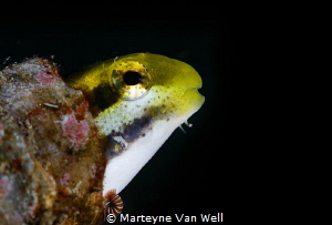 Blenny with a parasite in Lembeh Strait by Marteyne Van Well 